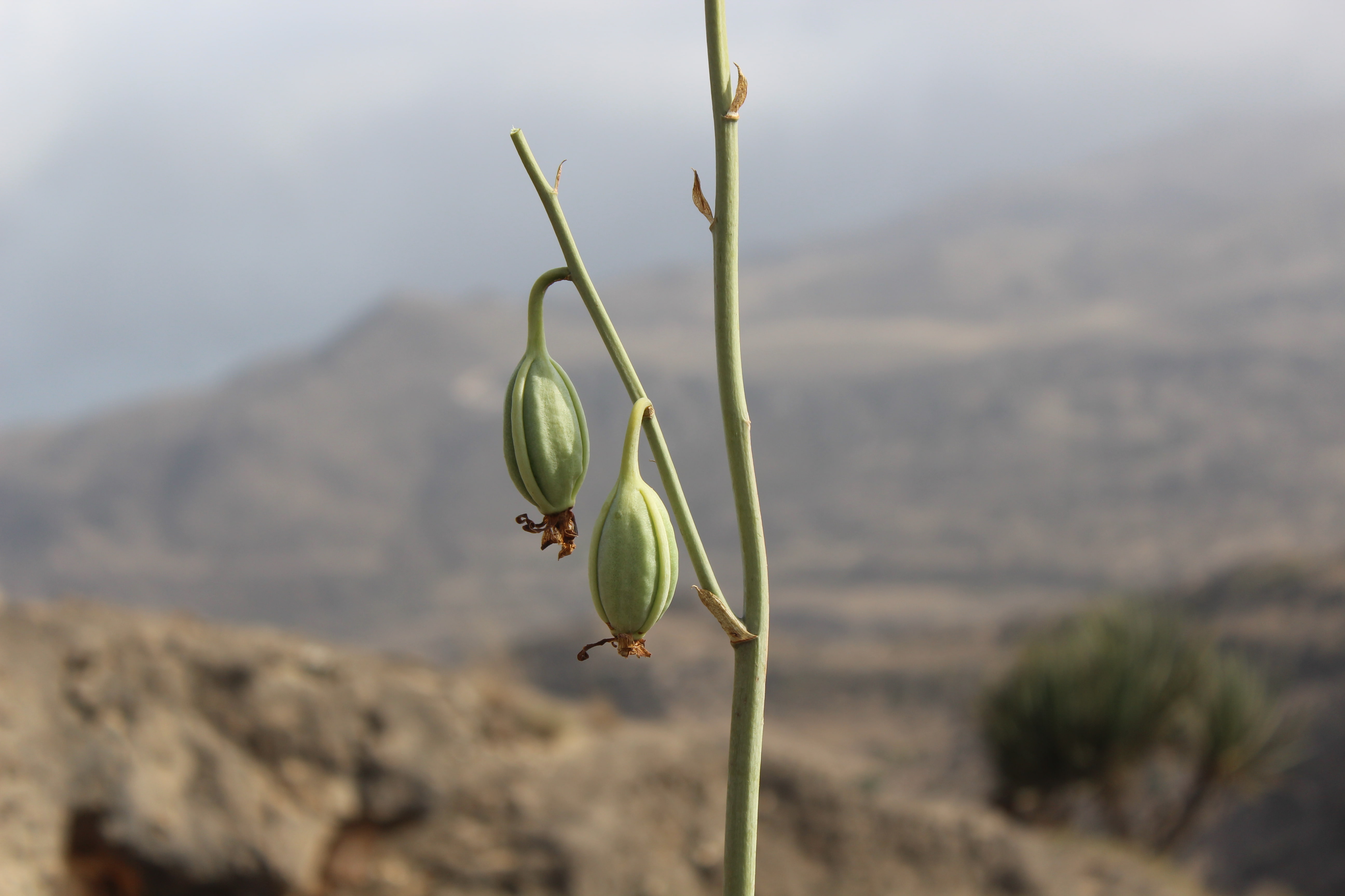 Plant Image